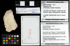 Foto (Objekt + Etiketten) von Brachyura indet. 